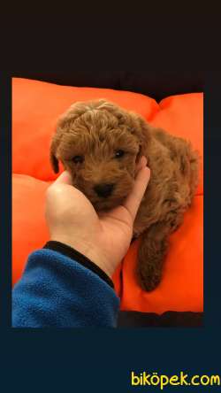 Orjinal Red Toy Poodle Yavrular 1