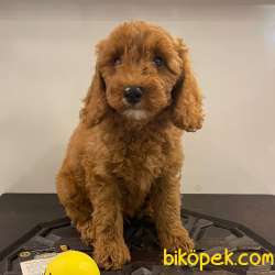 Orjinal Redbrown Poodle Yavrumuz 3