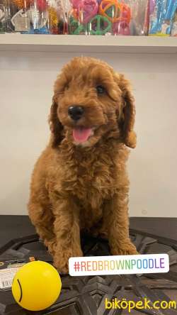 Orjinal Redbrown Poodle Yavrumuz 2