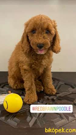 Orjinal Redbrown Poodle Yavrumuz 1