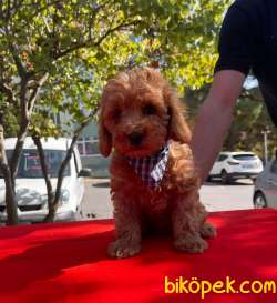Orjinal Redbrown Toy Poodle Yavrular 3