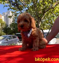 Orjinal Redbrown Toy Poodle Yavrular 2