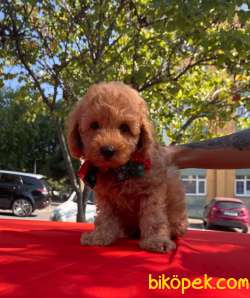 Orjinal Redbrown Toy Poodle Yavrular 1