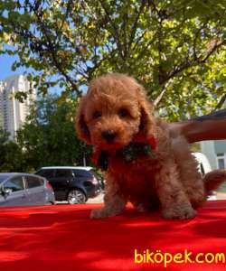 Orjinal Redbrown Toy Poodle Yavrular 4