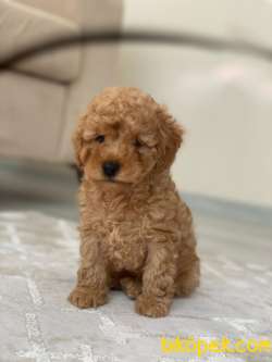 Orjinal Redbrown Toy Poodle Yavrular 2