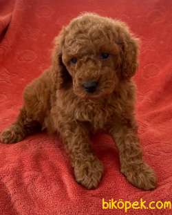 Orjinal Redbrown Toy Poodle Yavrular 11 2
