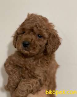 Orjinal Redbrown Toy Poodle Yavrular 11 4
