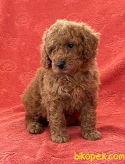 Orjinal Redbrown Toy Poodle Yavrular 11 3