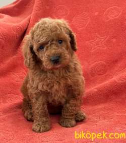Orjinal Redbrown Toy Poodle Yavrular 11 1