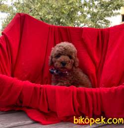 Orjinal Redbrown Toy Poodle Yavrularımız 2