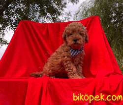 Redbrown Toy Poodle 2