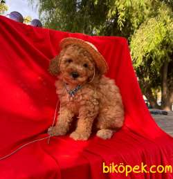 Orjinal Poodle Yavrular 3 1
