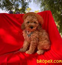 Orjinal Poodle Yavrular 3 3
