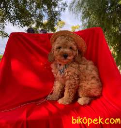 Orjinal Poodle Yavru 3