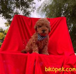 Orjinal Redbrown Toy Poodle Yavrularımız 2