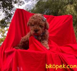 Orjinal Redbrown Toy Poodle Yavrularımız