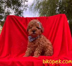 Orjinal Redbrown Toy Poodle Yavrularımız 3