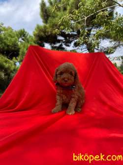 Orjinal Redbrown Toy Poodle Yavrularımız 16 4