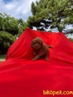 Orjinal Redbrown Toy Poodle Yavrularımız 16 2
