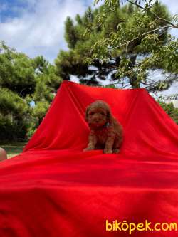 Orjinal Redbrown Toy Poodle Yavrularımız 16 1
