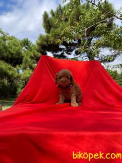 Orjinal Redbrown Toy Poodle Yavrularımız 16 3