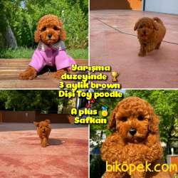 Orjinal Renk Safkan Red Brown Toy Poodle Kızımız Milka Yavrupati 1