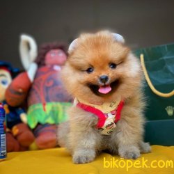 Orjinal Renk Safkan Sağlık Ve Irk Garantili Pomeranian Boo 3