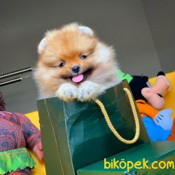 Orjinal Renk Safkan Sağlık Ve Irk Garantili Pomeranian Boo 1