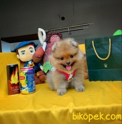 Orjinal Renk Safkan Sağlık Ve Irk Garantili Pomeranian Boo 4