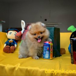Orjinal Renk Safkan Sağlık Ve Irk Garantili Pomeranian Boo 2
