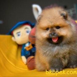 Orjinal Renkte Irk Garantili Birbirinden Muhteşem Pomeranian Boo 2