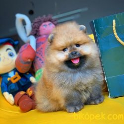 Orjinal Renkte Irk Garantili Birbirinden Muhteşem Pomeranian Boo 3