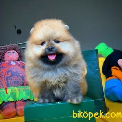 Orjinal Renkte Irk Garantili Birbirinden Muhteşem Pomeranian Boo 1