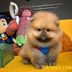 Orjinal Renkte Irk Garantili Birbirinden Muhteşem Pomeranian Boo 4