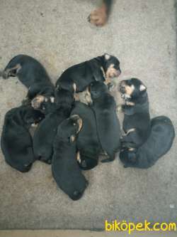 Orjinal Rottweiler 2