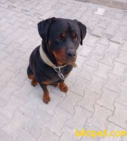Orjinal Rottweiler 1