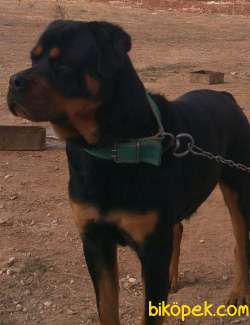 Orjinal Rottweiler 5