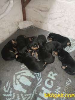 Orjinal Rottweiler 3