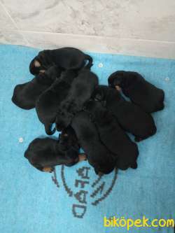 Orjinal Rottweiler 4