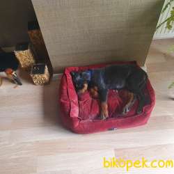 Orjinal Rottweiler  Yavru 2
