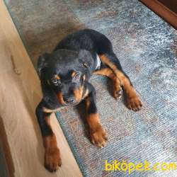 Orjinal Rottweiler  Yavru 4