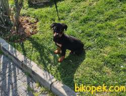 Orjinal Rottweiler  Yavru 3