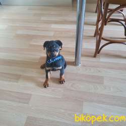 Orjinal Rottweiler  Yavru 5
