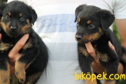 Orjinal Rottweiler Yavrularımız 2