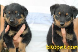 Orjinal Rottweiler Yavrularımız 3