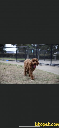 Orjinal Rusya Dan Labradoodle Yavrularımız 2