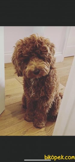 Orjinal Rusya Dan Labradoodle Yavrularımız 3