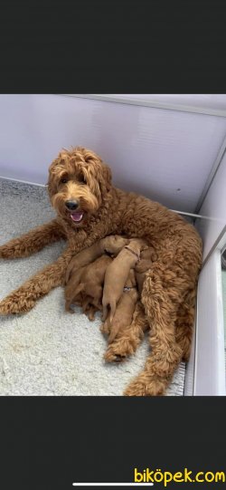 Orjinal Rusya Dan Labradoodle Yavrularımız 1
