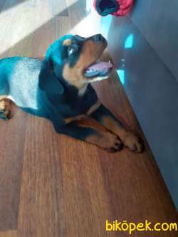 Orjinal Safkan Dişi Ve Erkek Rottweiler Yavruları 4