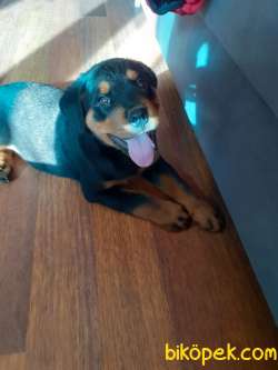 Orjinal Safkan Dişi Ve Erkek Rottweiler Yavruları 1